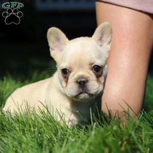 Charlotte, French Bulldog Puppy